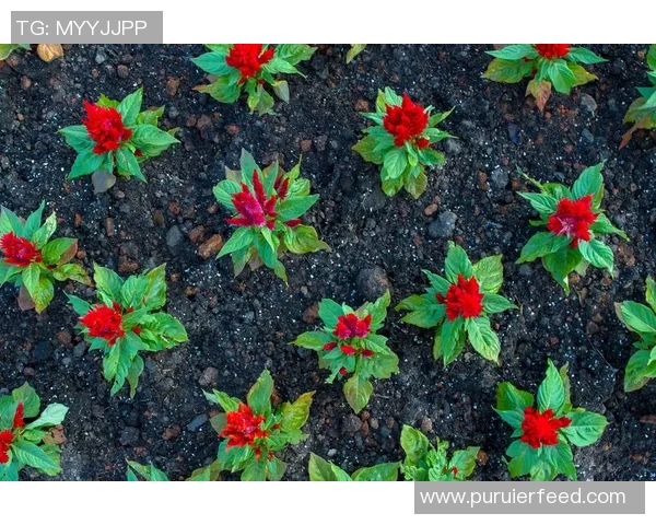 杨丽专访:探寻网球界的成功秘诀与奋斗历程 杨丽专访:探寻网球界的成功秘诀与奋斗历程